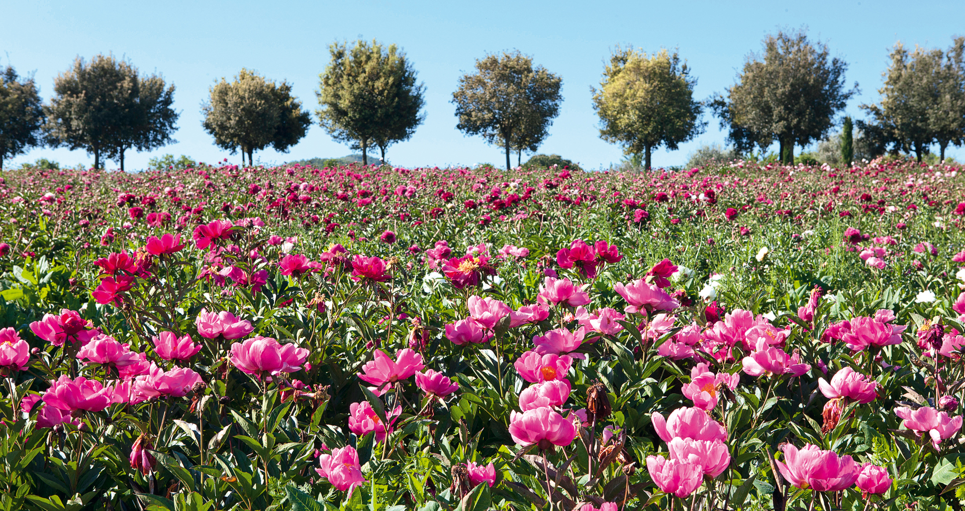 Il Giardino delle Peonie di Virtorchiano